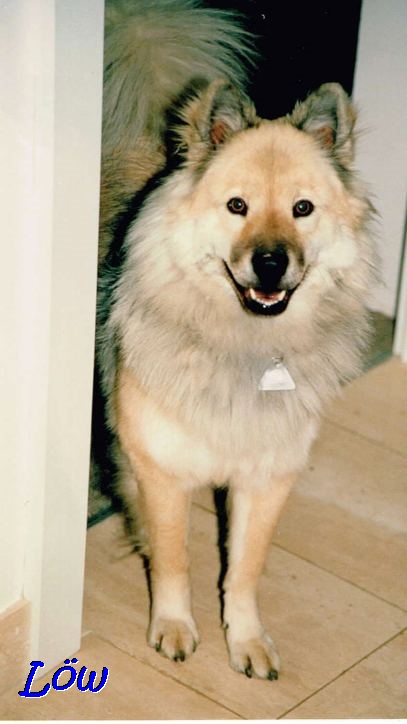 19.9.1990 -  Haushund